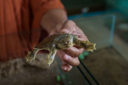 Mekong Turtle Conservation centre, Cambodia Adventure trips