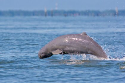 Dolphin watch, Adventure tours in Cambodia