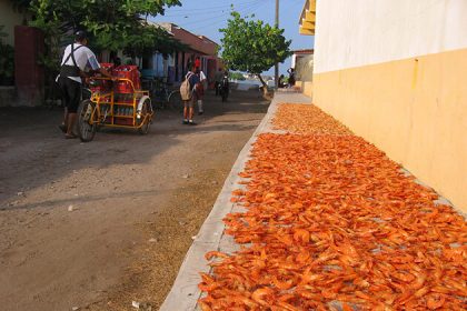 Shrimp drying on the road, Cambodia vacation