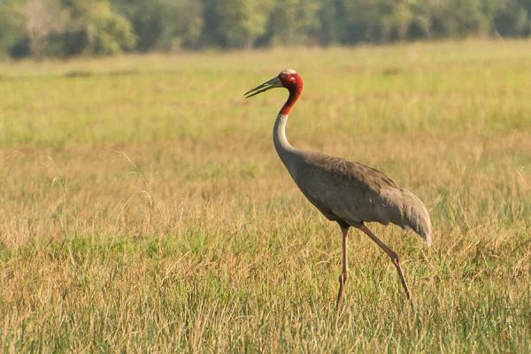 Cambodia Bird Sanctuaries | Top 5 Birding Sites in Cambodia - Cambodia ...