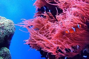 Cambodia's Coral Reefs with go cambodia tours (1)