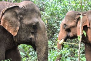 Elephants Sanctuaries in Mondulkiri with cambodia tours (1)