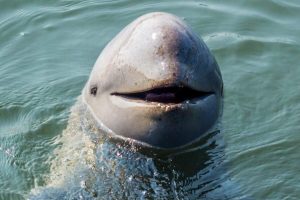 Irrawaddy Dolphins in Kraite during cambodia vacations