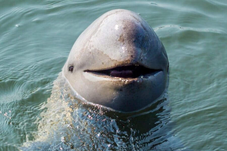 Irrawaddy Dolphins in Kraite during cambodia vacations