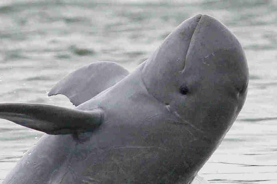 Irrawaddy Dolphins in Kraite during cambodia vacations(1)