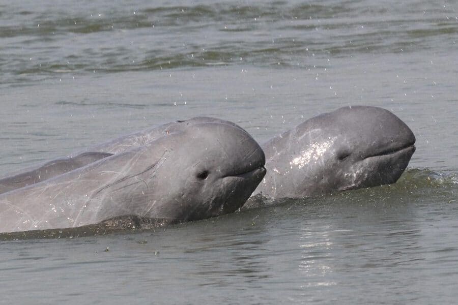 Irrawaddy Dolphins in Kraite during cambodia vacations(3)