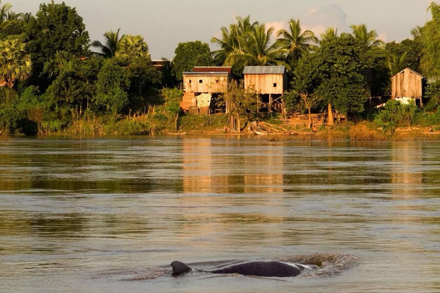 Kratie exploration with cambodia vacations (2)