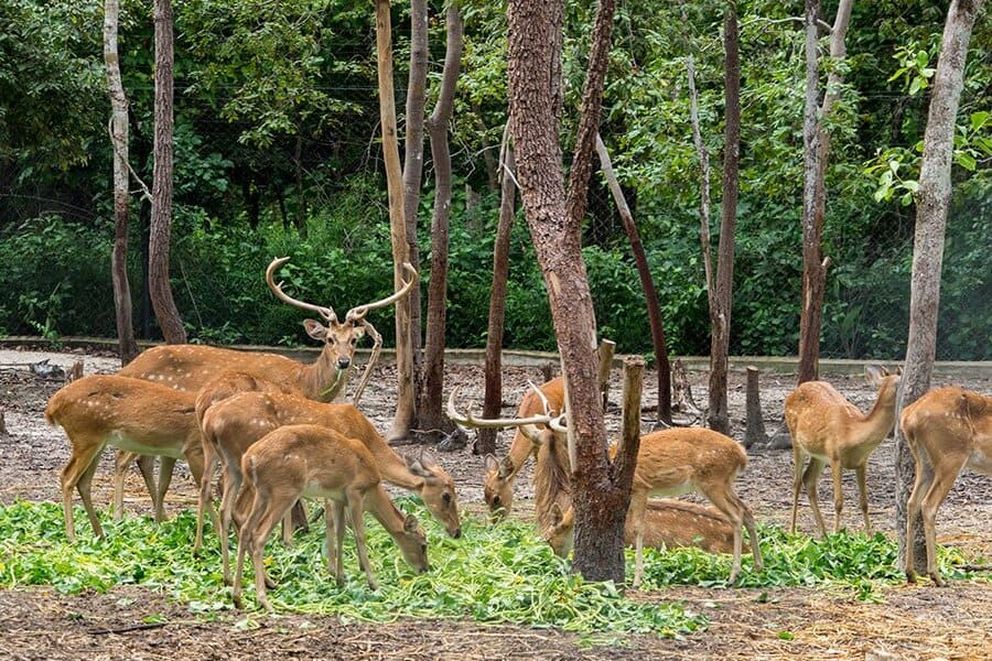 Phnom Tamao Wildlife Rescue Center visiting with cambodia tour (1)