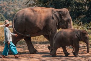 Responsible Wildlife Tourism with go cambodia tours (1)