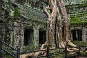 Ta Prohm exloration with cambodia tours (1)