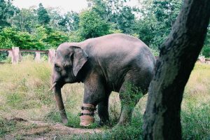 Wildlife Conservation Efforts with go cambodia tours (1)